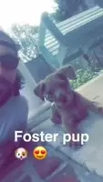 Who could turn down puppy kisses??