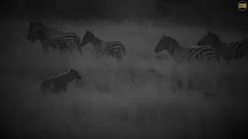 Hyenas capitalize on a zebra injured by a crocodile
