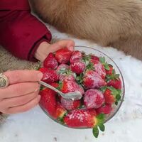 Big Boye enjoying some strawberries