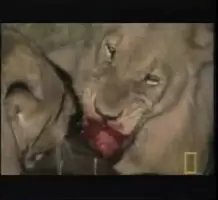 Lions disembowel live buffalo