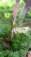 Old Man pulls out his massive python out of thick bushes
