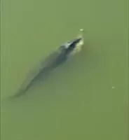 Massive Saltwater croc eating a Freshwater croc