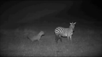 A severely wounded zebra attempts to defend itself from a hyena
