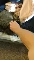 Scritches
