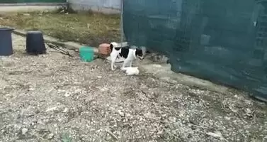I finally get when a chick says men are dogs