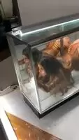 She wanted to be a animal