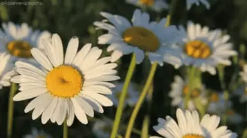 Daisy Stone - Holed