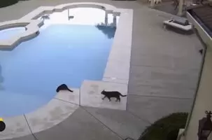 One naughty pussy gets the other so wet! 😫