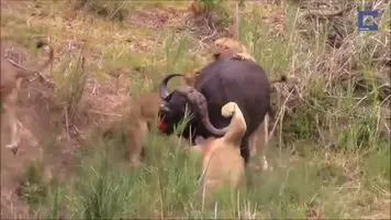 Lion gets impaled by a buffalo